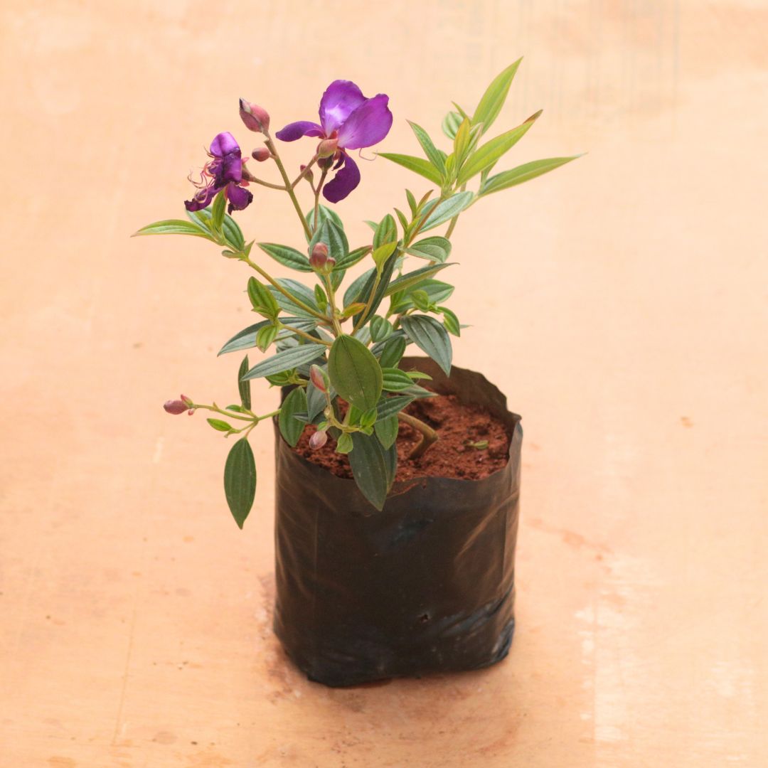 Princess Flower / Begum Bahar Purple in 6 Inch Nursery Bag