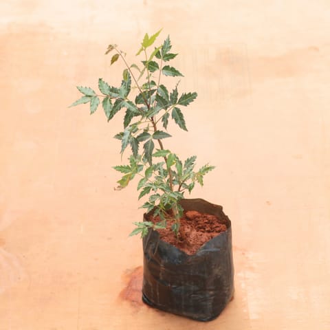Neem (~ 2 Ft) in 6 Inch Nursery Bag