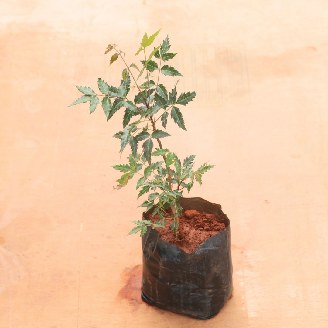 Neem (~ 2 Ft) in 6 Inch Nursery Bag
