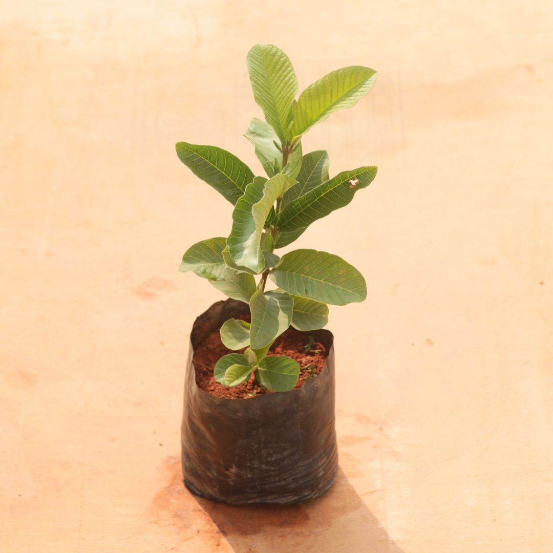 Guava / Amrood in 6 Inch Nursery Bag
