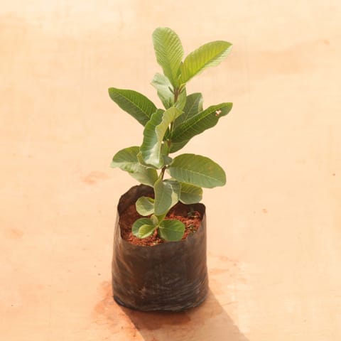 Guava / Amrood in 6 Inch Nursery Bag