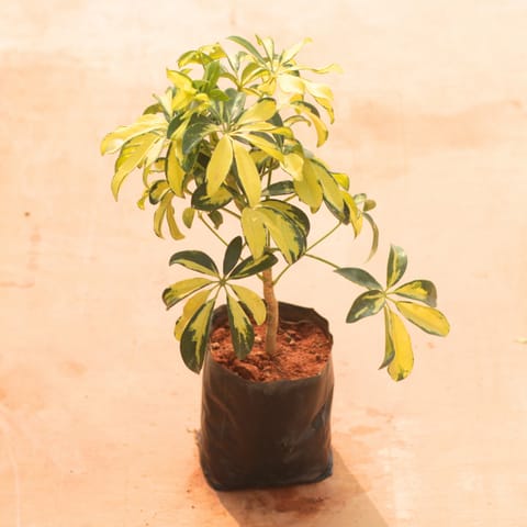 Schefflera Variegated in 6 Inch Nursery Bag