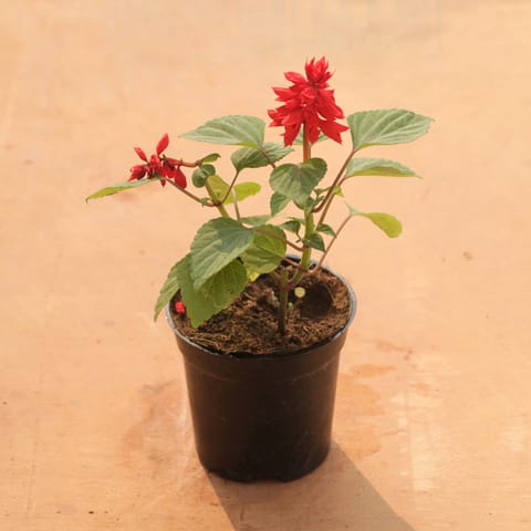 Salvia Red in 4 Inch Nursery Pot