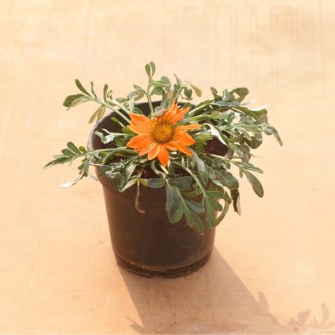 Gazania (Any Colour) in 4 Inch Nursery Pot