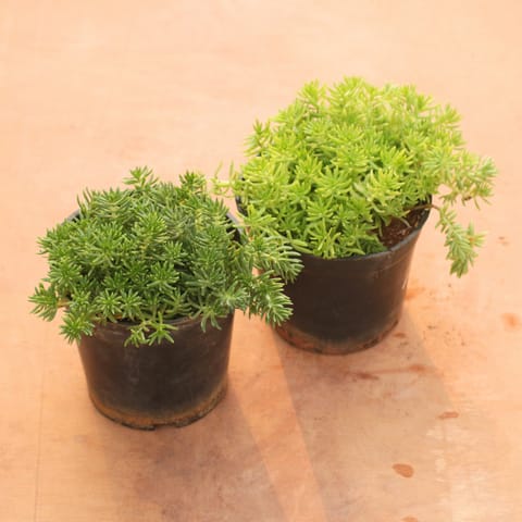 Set of 2 - Sedum Succulent (Golden & Green) in 4 Inch Nursery Pot