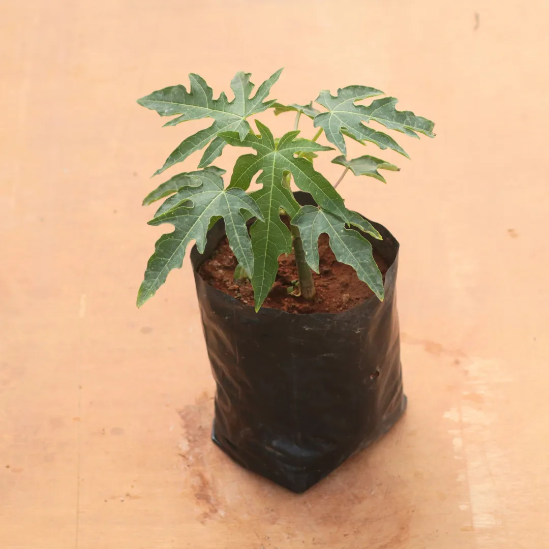 Papaya Plant in 6 Inch Nursery Bag