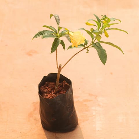 Tecoma Yellow in 4 Inch Nursery Bag