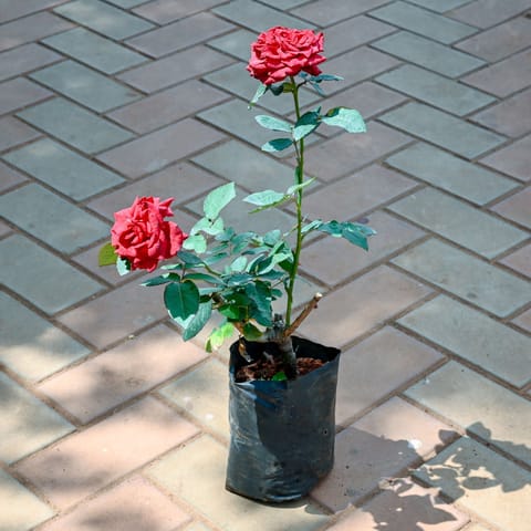 Rose / Gulab Red in 4 Inch Nursery Bag
