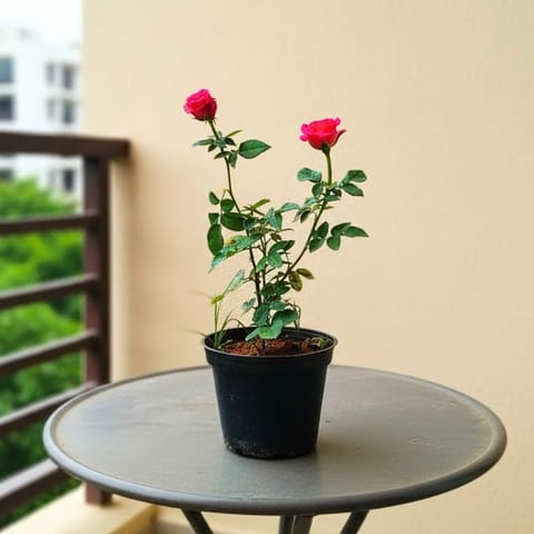Rose Plant / Gulab Pink in 6 Inch Black Super Nursery Pot