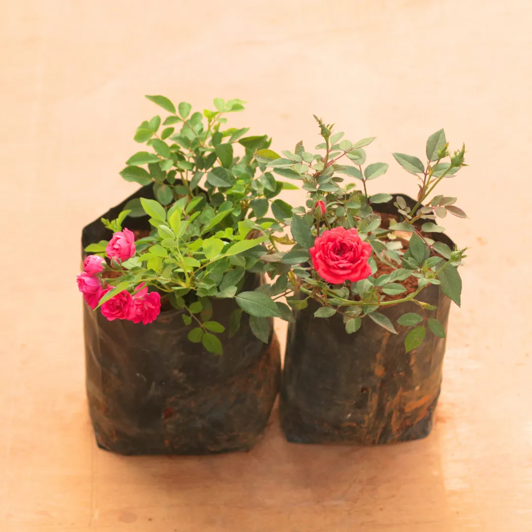 Set of 2 - Button Rose / Gulab (Pink & Red) in 6 Inch Nursery Bag