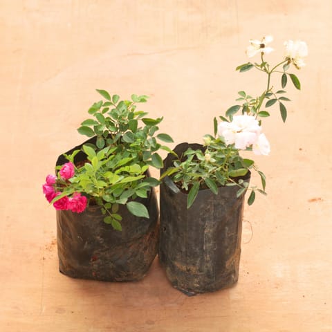 Set of 2 - Button Rose / Gulab (Pink & White) in 6 Inch Live Fresh Plant Nursery Bag in Green Park