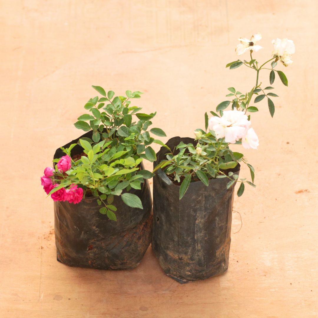 Set of 2 - Button Rose / Gulab (Pink & White) in 6 Inch Nursery Bag