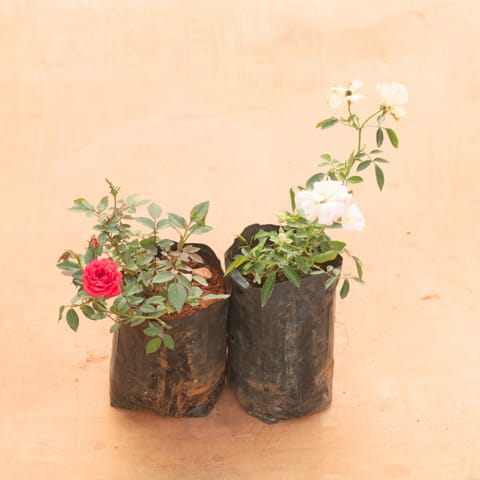 Set of 2 - Button Rose / Gulab (Red & White) in 6 Inch Nursery Bag