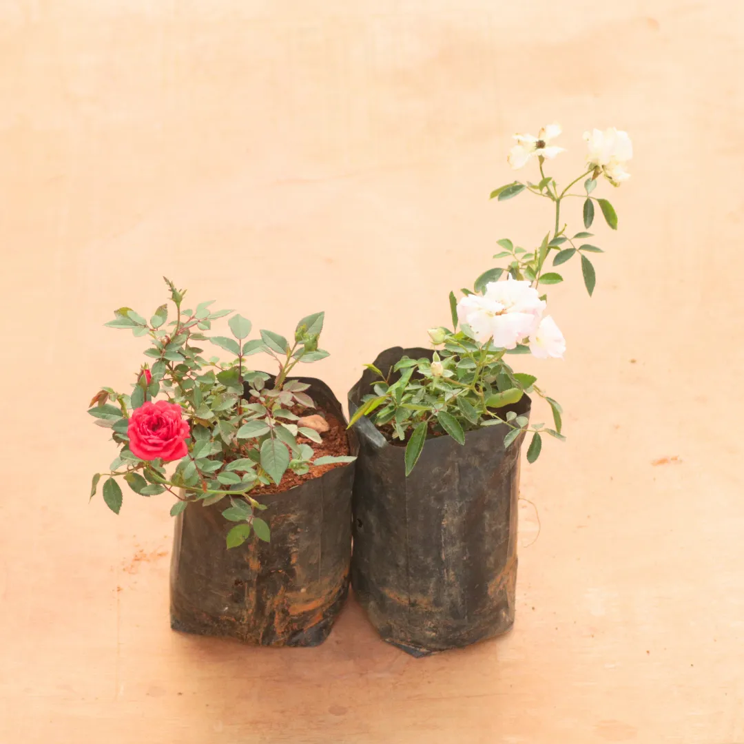 Set of 2 - Button Rose / Gulab (Red & White) in 6 Inch Nursery Bag