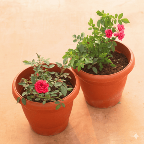 Set of 2 - Button Rose / Gulab (Pink & Red) in 8 Inch Red Classy Plastic Pot