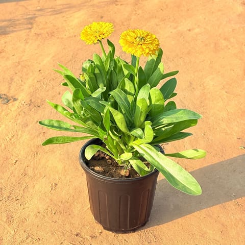 Calendula Yellow in 6 Inch Nursery Pot