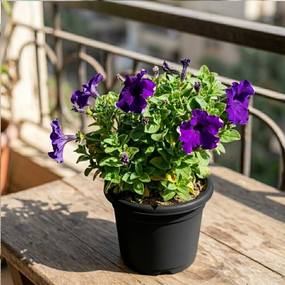 Beautiful Petunia Purple in 8 Inch Nursery Pot
