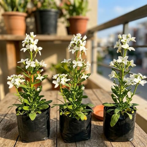 Set of 3 - Stock White in 4 Inch Nursery Bag