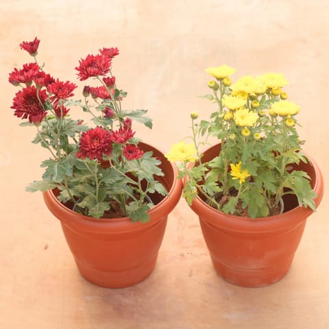 Set of 2 - Chrysanthemum / Shevanti / Guldawari (Any Colour) in 8 Inch Terracotta Red Classy Plastic Pot