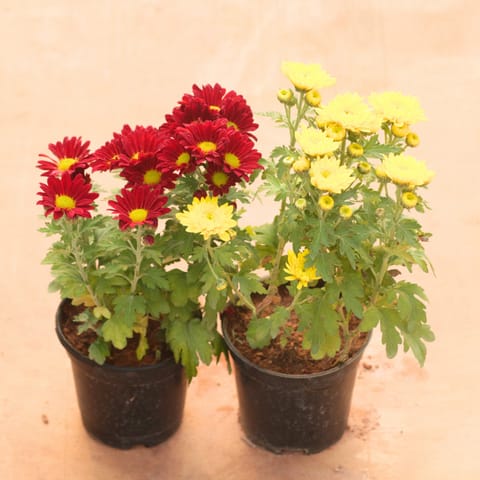 Set of 2 - Chrysanthemum / Shevanti / Guldawari (Any Colour) in 4 Inch Nursery Pot