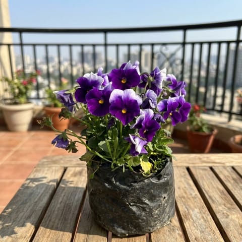 Voila Pansy (Any Colour) in 4 Inch Nursery Bag