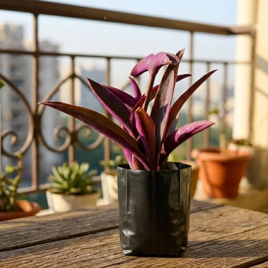 Purple Heart in 3 Inch Nursery Bag