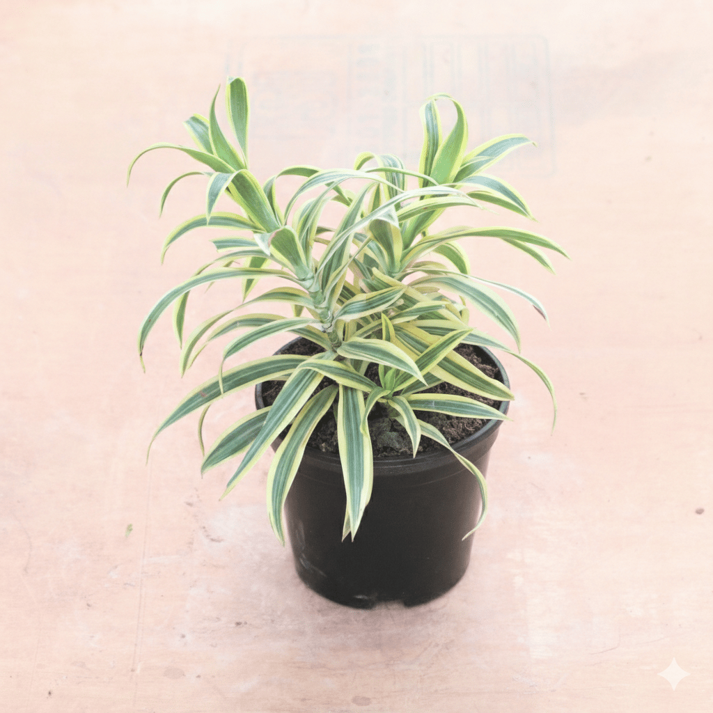 Song of India in 8 Inch Nursery Pot