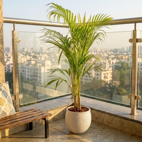 Areca Palm in 8 Inch Classy White Bowl Ceramic Pot