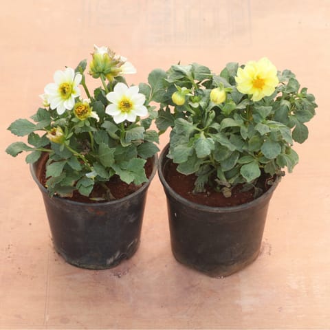 Set of 2 - Dahlia (Any Colour) in 4 Inch Nursery Pot