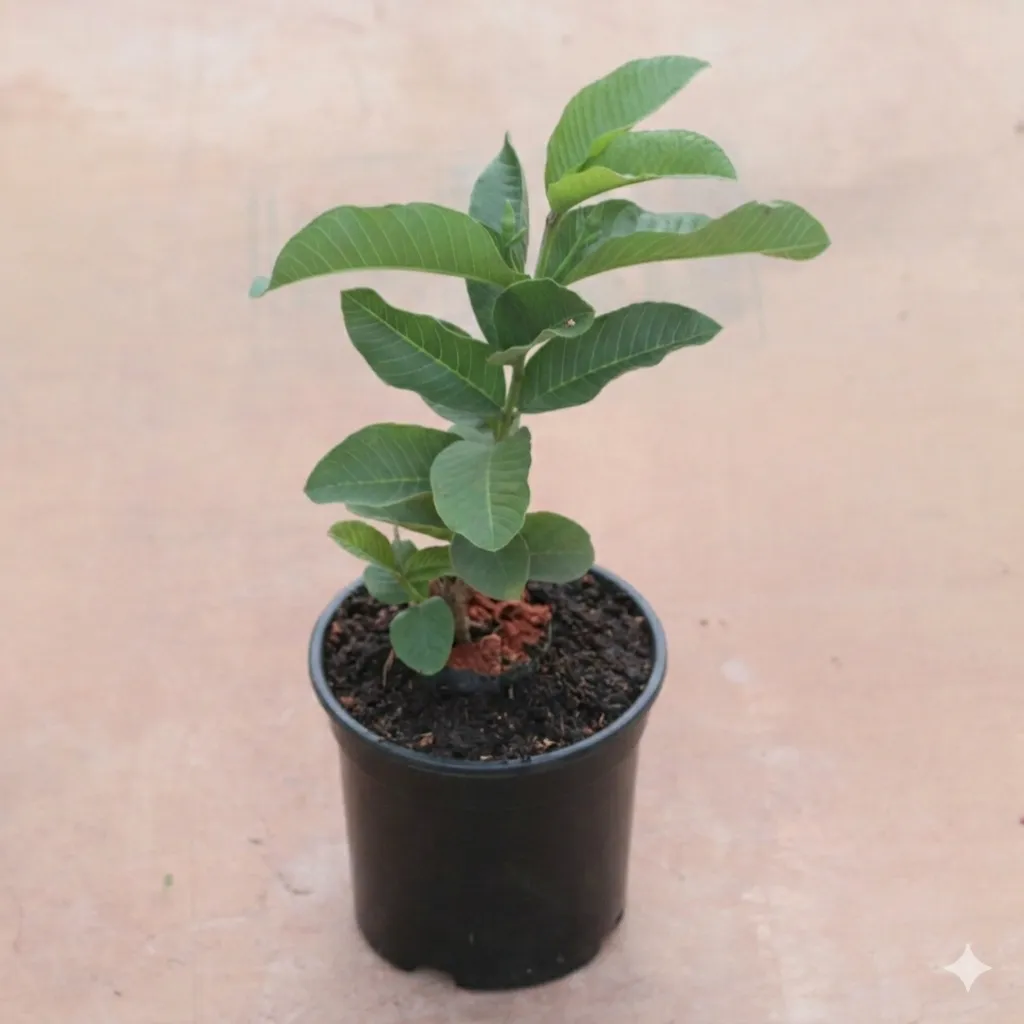 Guava / Amrood in 8 Inch Black Nursery Pot