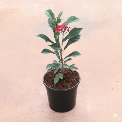 Jatropha / Sundar Rupa Red in 8 Inch Black Nursery Pot