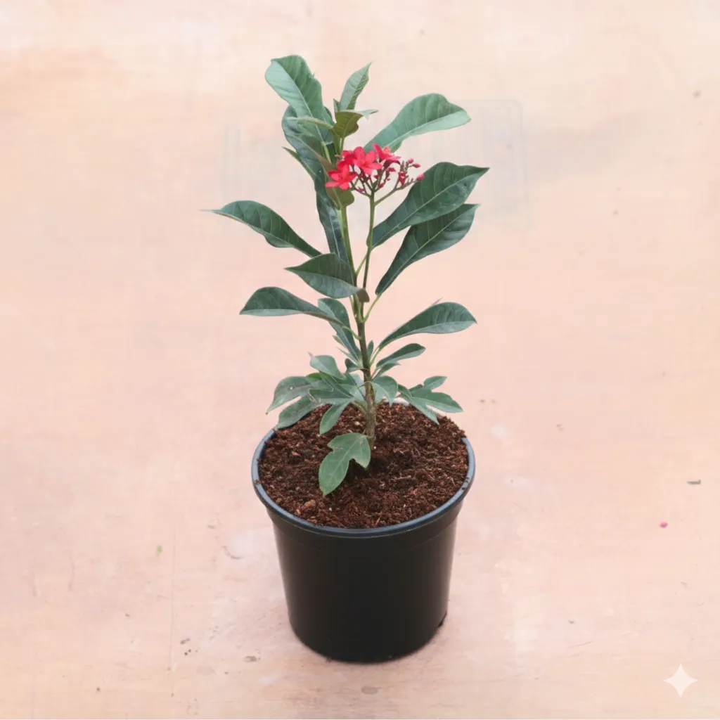 Jatropha / Sundar Rupa Red in 8 Inch Black Nursery Pot