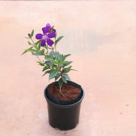 Princess Flower / Begum Bahar Purple in 6 Inch Black Super Nursery Pot
