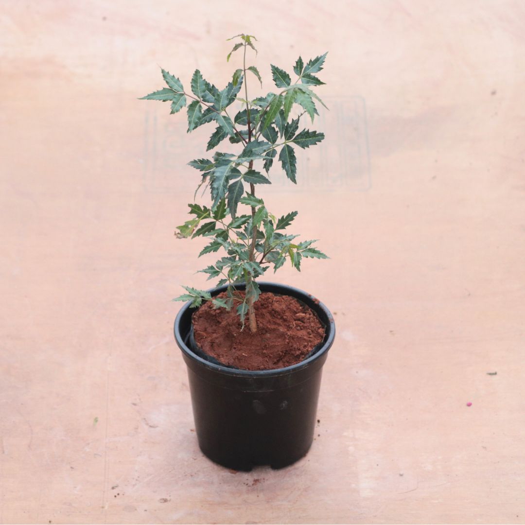 Neem (~ 2 Ft) in 8 Inch Black Nursery Pot