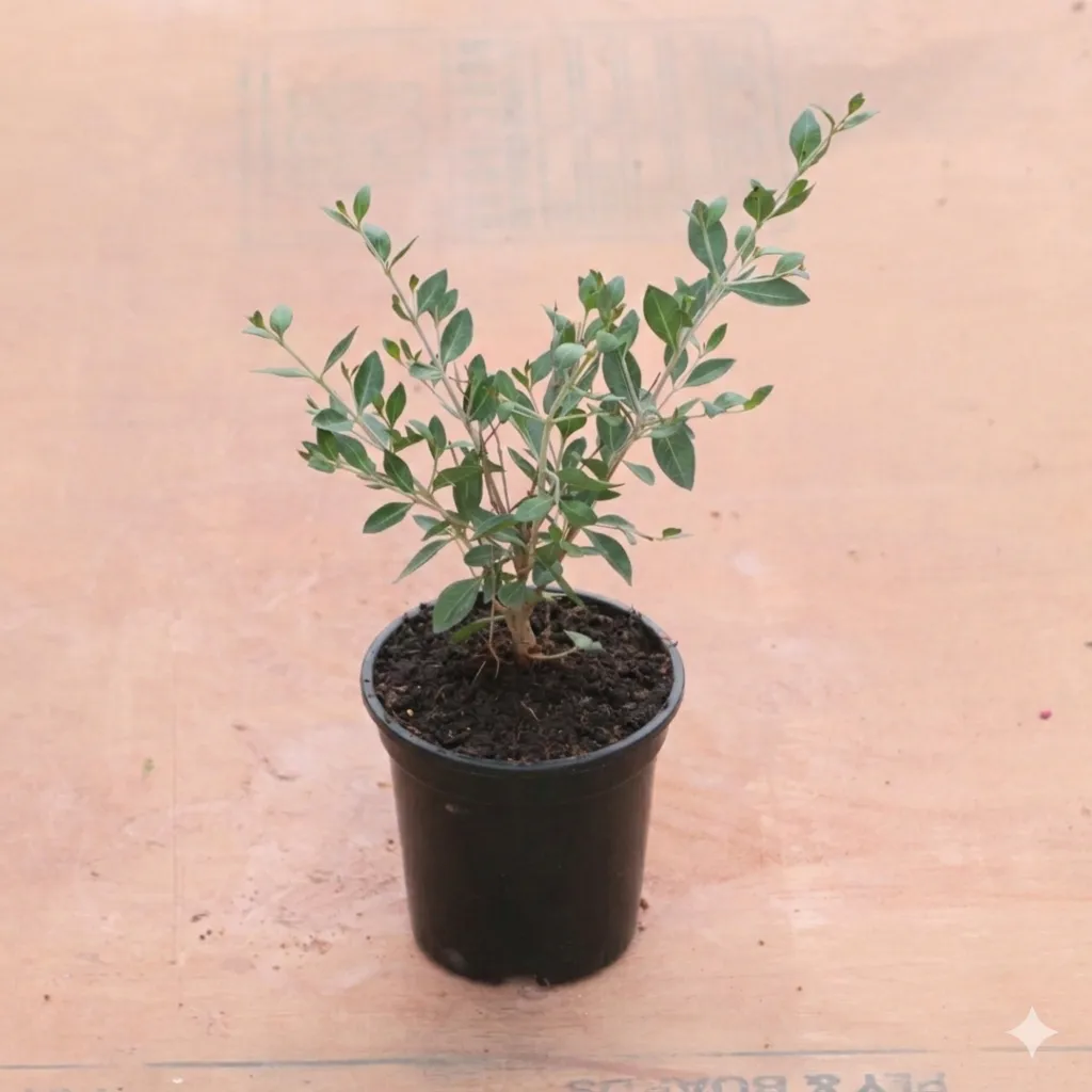 Mehndi / Henna Plant in 6 Inch Black Super Nursery Pot