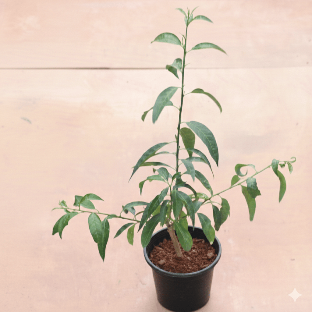 Raat Ki Rani / Night Blooming Jasmine in 6 Inch Black Super Nursery Pot