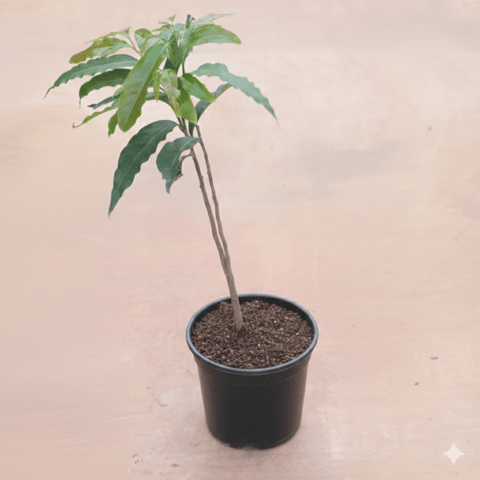Ashoka Tree (~ 2 Ft) in 8 Inch Black Nursery Pot