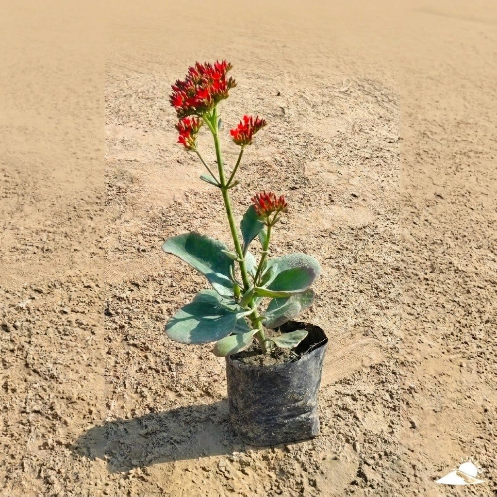 Kalanchoe Desi (any colour) in 3 Inch Nursery Bag