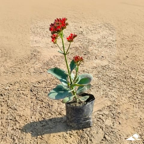 Kalanchoe Desi (any colour) in 3 Inch Nursery Bag