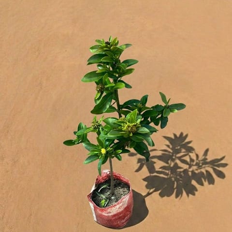 Ixora Dwarf (Any Colour) in 4 Inch Nursery Bag