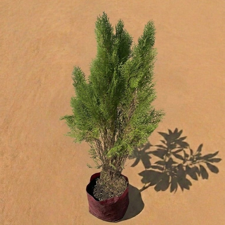 Morpankhi (~ 3 Ft) in 8 Inch Nursery Bag