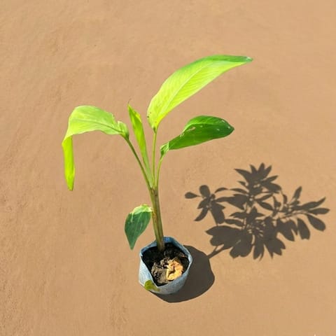 Heliconia in 4 Inch Nursery Bag