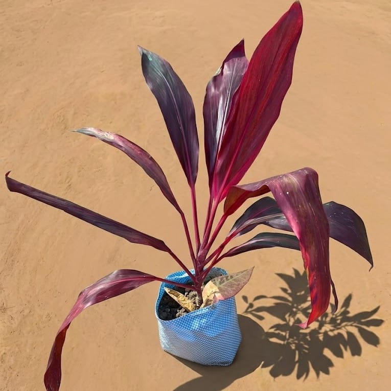 Dracaena Mahatma in 6 Inch Nursery Bag