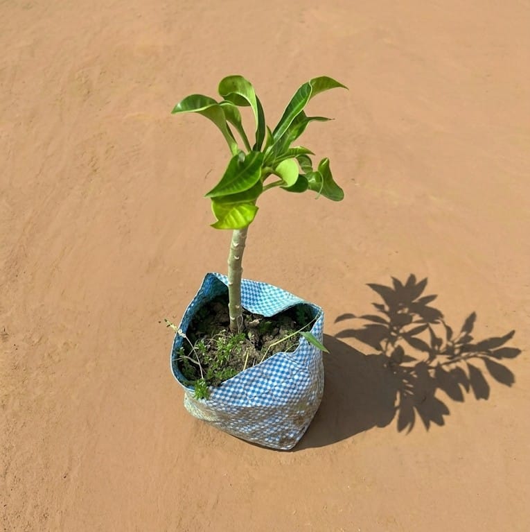 Naag Champa / Plumeria in 4 Inch Nursery Bag