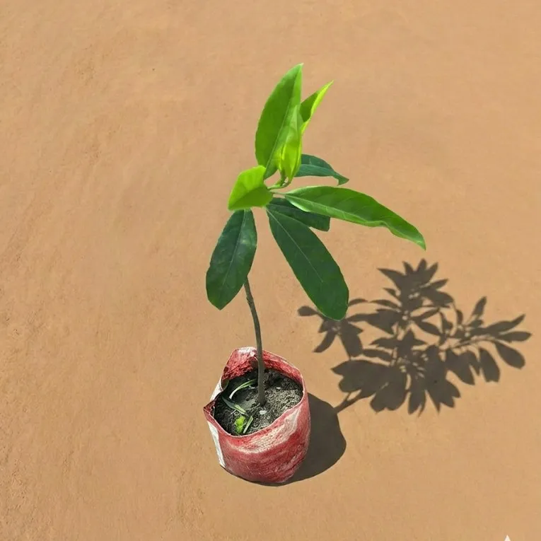 Rudraksha- Meditation Plant in 4 Inch Nursery Bag