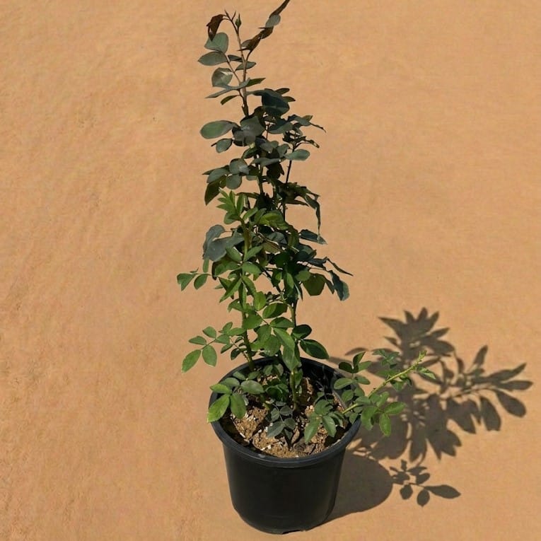 English Rose (Any Colour) in 8 Inch Nursery Pot