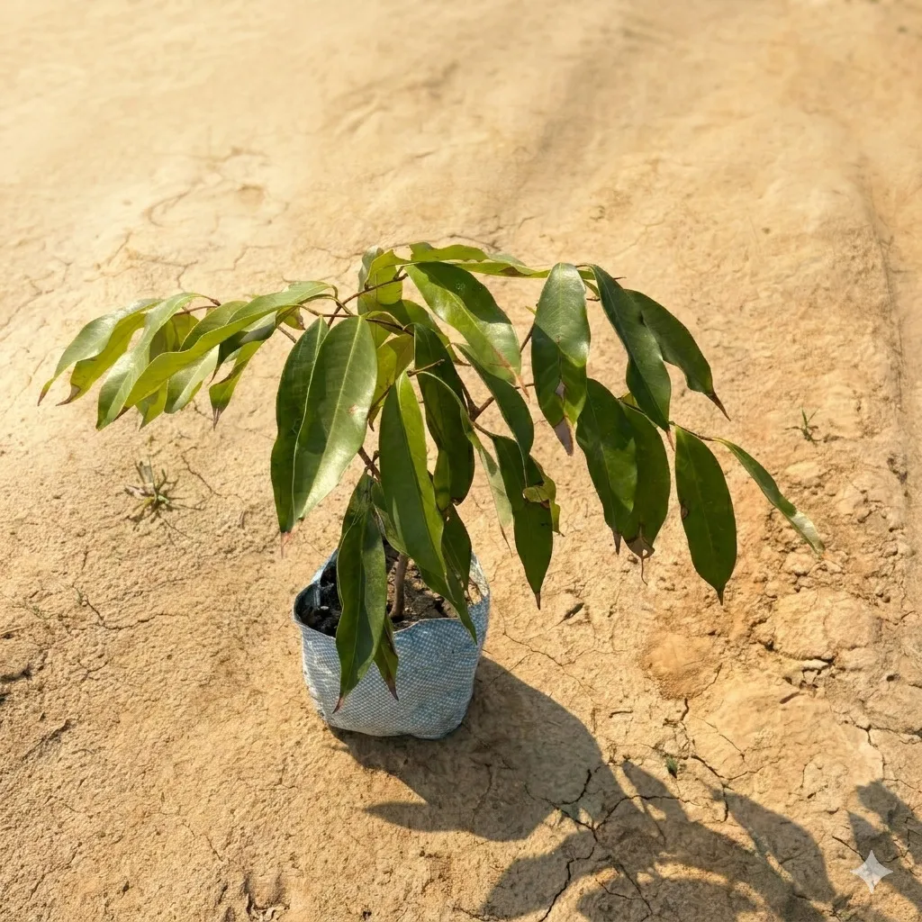 Grafted Black Plum in 6 Inch Nursery Bag - Can be grown in Pots
