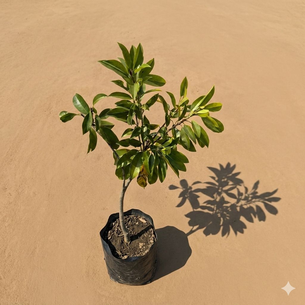 Grafted Chiku / Sapodilla in 6 Inch Nursery Bag