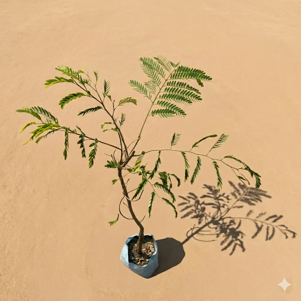 Grafted Imli / Tamarid in 6 Inch Nursery Bag