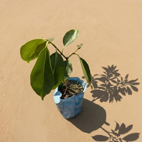 Grafted Lychee in 6 Inch Live Plant Nursery Bag